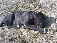 black cane corso  puppies